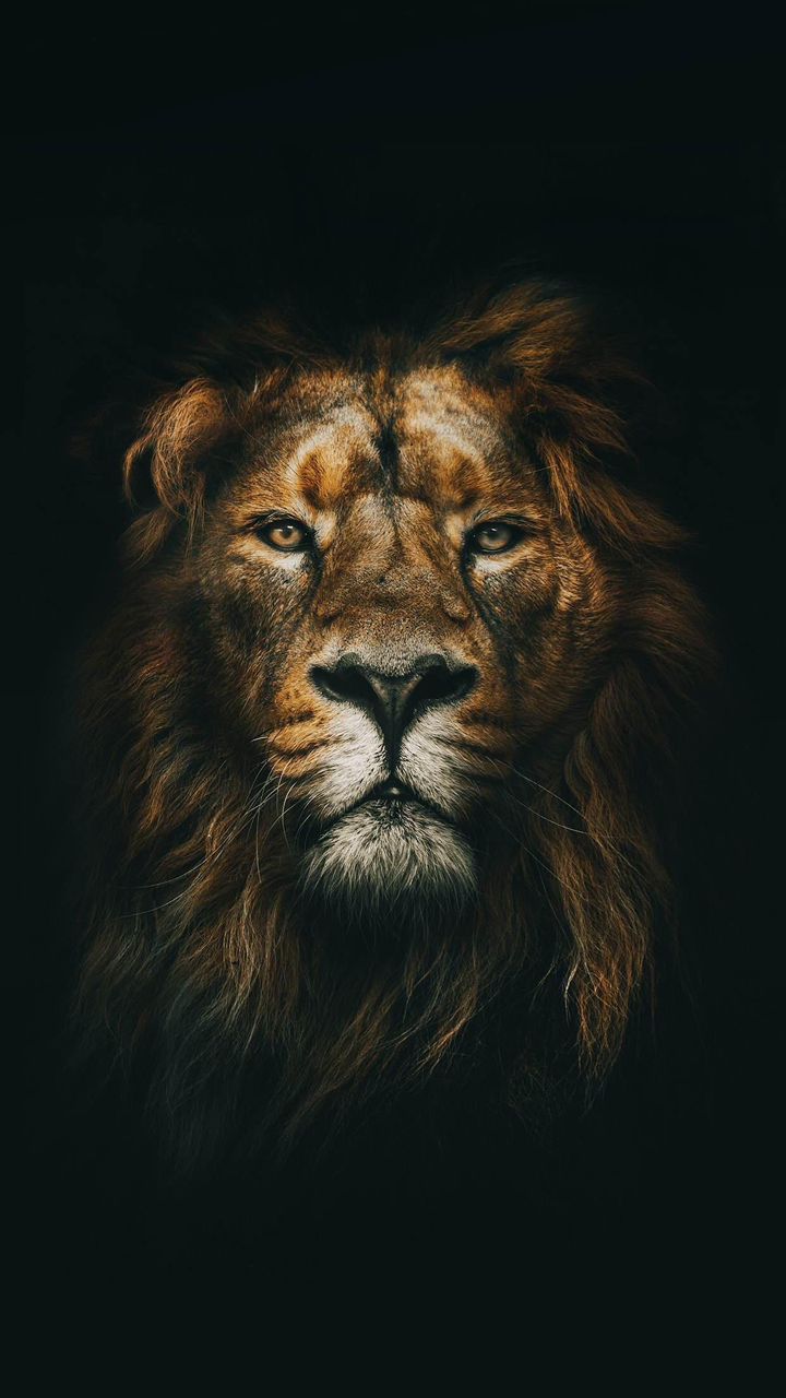 Framed lion portrait